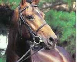 stallion Wall Street (Hanoverian, 1989, from Weltmeyer)