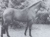 stallion Lago Maggiore (Holsteiner, 1971, from Landgraf I)