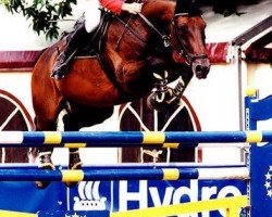 broodmare La-Gomera (Zweibrücken, 1989, from Lago Maggiore)