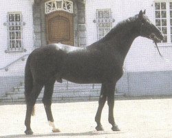 stallion Pasternak (Rhinelander, 1971, from Patron)