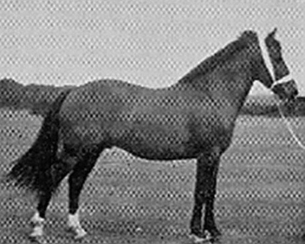 Deckhengst Brookside David (New-Forest-Pony, 1942, von Brookside Firelight)