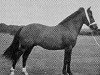 stallion Brookside David (New Forest Pony, 1942, from Brookside Firelight)