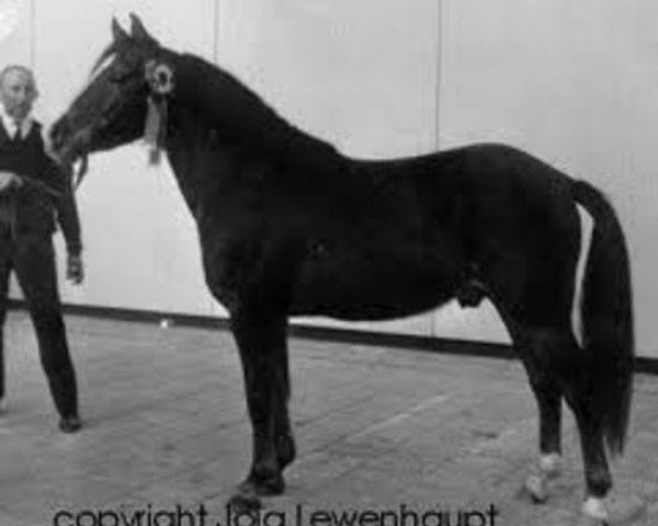 stallion Oosterbroek Arthur (New Forest Pony, 1958, from Brookside David)