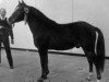 Deckhengst Oosterbroek Arthur (New-Forest-Pony, 1958, von Brookside David)