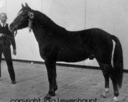 stallion Oosterbroek Arthur (New Forest Pony, 1958, from Brookside David)