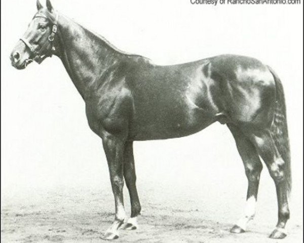stallion Bobsleigh xx (Thoroughbred, 1932, from Gainsborough xx)