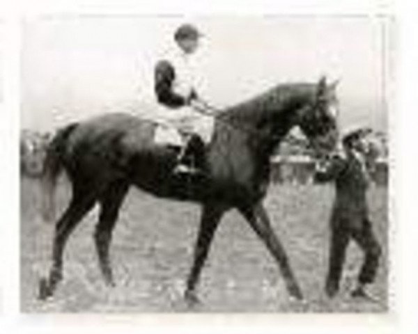stallion Biribi xx (Thoroughbred, 1923, from Rabelais xx)