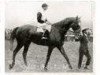 stallion Biribi xx (Thoroughbred, 1923, from Rabelais xx)