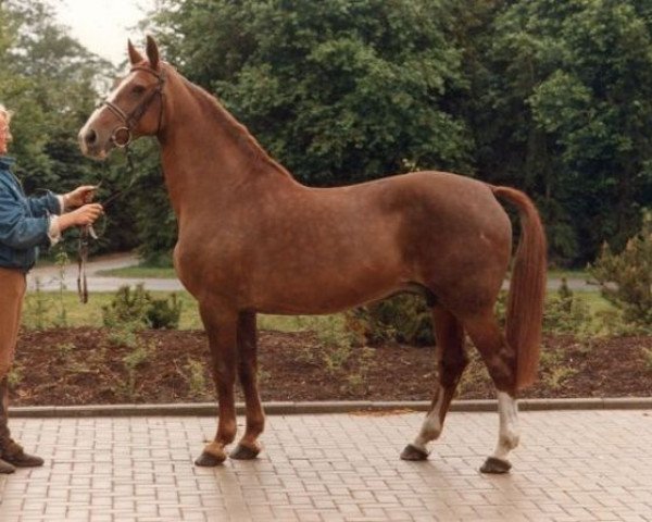 Zuchtstute Cinderella (Koninklijk Warmbloed Paardenstamboek Nederland (KWPN), 1968, von Armand)
