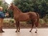 broodmare Cinderella (KWPN (Royal Dutch Sporthorse), 1968, from Armand)