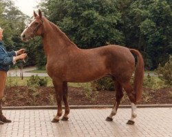 Zuchtstute Cinderella (KWPN (Niederländisches Warmblut), 1968, von Armand)