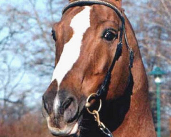 stallion Palisander (Westphalian, 1975, from Paradox I)