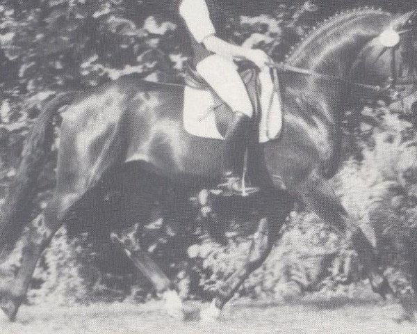 stallion Prinz Segelhorst (Westphalian, 1989, from Palisander)