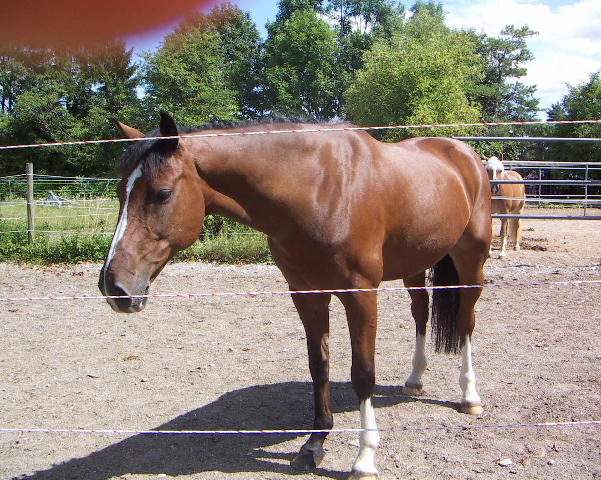 jumper Chico 604 (Holsteiner, 2000, from Corrado I)