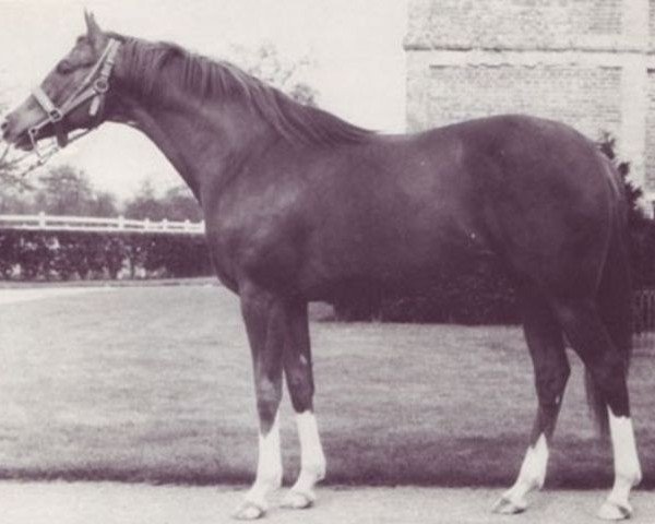 stallion Lionel xx (Thoroughbred, 1963, from Herbager xx)