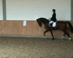 dressage horse Eduardo 10 (Westphalian, 2005, from Ehrentusch)