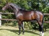 stallion Sandro Classic (Rhinelander, 2001, from Sandro Hit)