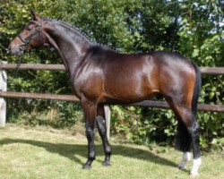 stallion Sandro Classic (Rhinelander, 2001, from Sandro Hit)