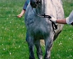 broodmare Granny (Hanoverian, 1989, from Gardeulan II)