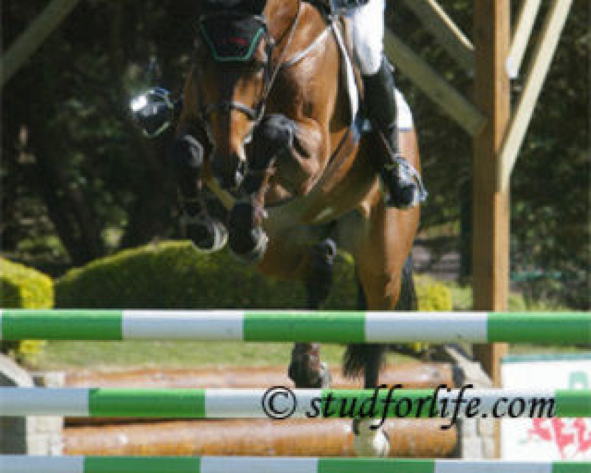 stallion Quartier Latin (Oldenburg, 1995, from Quattro B)