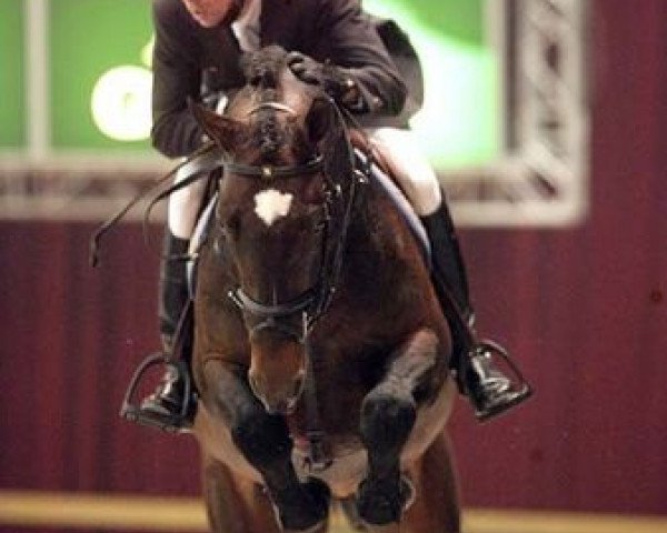 stallion Upgrade (KWPN (Royal Dutch Sporthorse), 2001, from Heartbreaker)