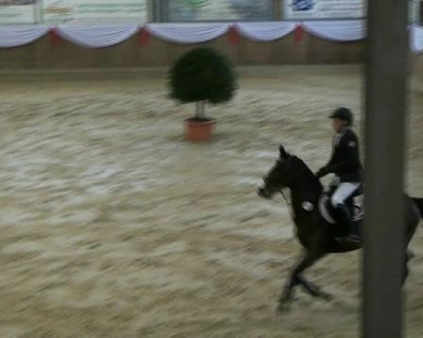 horse Brantops Valentine (German Riding Pony, 2000, from Brantops Validos Touch)