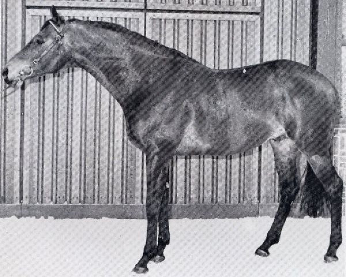 stallion Freeman xx (Thoroughbred, 1969, from Hard Sauce xx)