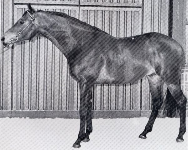 stallion Freeman xx (Thoroughbred, 1969, from Hard Sauce xx)