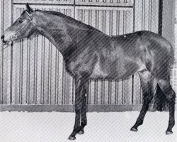 stallion Freeman xx (Thoroughbred, 1969, from Hard Sauce xx)