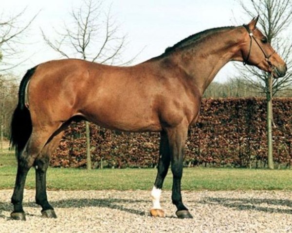 stallion Landetto (Holsteiner, 1987, from Landgraf I)