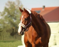 Springpferd Carlo Carlchen (Deutsches Reitpferd, 2012, von Casskeni II)