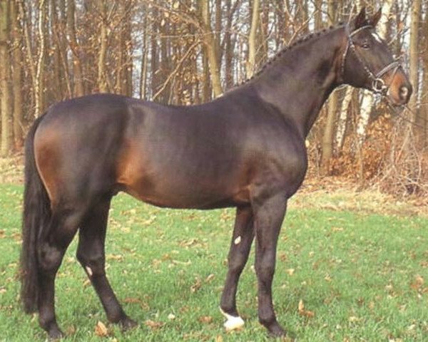 horse Mephistopheles (Rhinelander, 1980, from Mackensen)