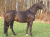 stallion Mephistopheles (Rhinelander, 1980, from Mackensen)