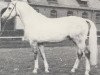 stallion Gardehusar (Hanoverian, 1974, from Gotthard)