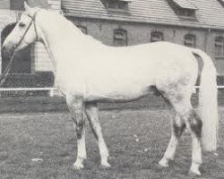 stallion Gardehusar (Hanoverian, 1974, from Gotthard)