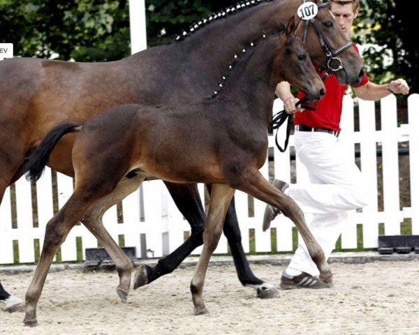 dressage horse Robben 6 (Westphalian, 2010, from Riccio)