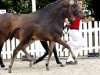 dressage horse Robben 6 (Westphalian, 2010, from Riccio)