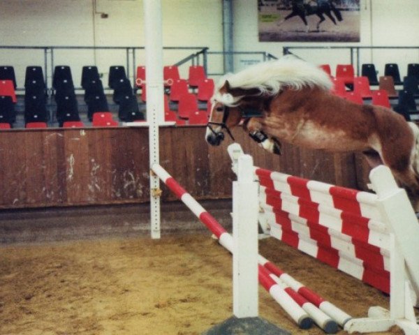 Pferd Arlberg Son (Haflinger, 1991, von Arlberg)