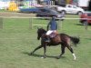 dressage horse Camelot 114 (Westphalian, 2007, from Con Abajo)