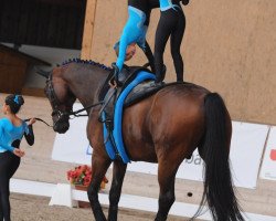 dressage horse Kalle Blomquist 8 (Hanoverian, 2004, from King Arthur TSF)