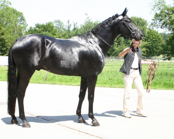stallion Del Cuore CH (Swiss Warmblood, 2003, from Dr Doolittle 45)