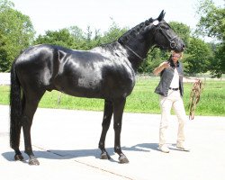 Deckhengst Del Cuore CH (Schweizer Warmblut, 2003, von Dr Doolittle 45)