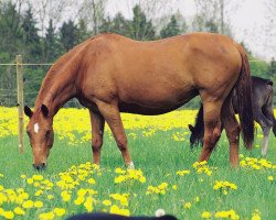 broodmare Wienett (Hanoverian, 1992, from Weltmeyer)