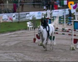 broodmare Costanza (Westphalian, 2003, from Calido I)