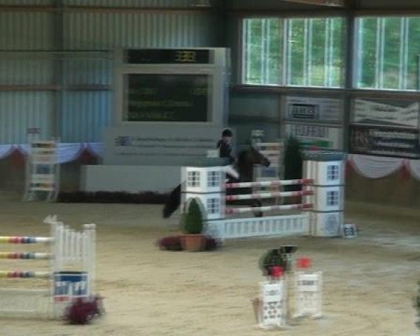 jumper Qui Voila Z (Zangersheide riding horse, 2000, from Quick Star)