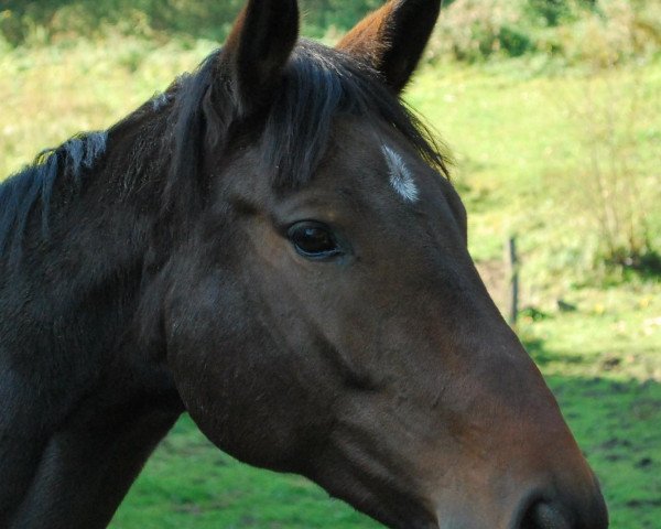 broodmare Camanda (Bavarian, 2004, from Amantus)