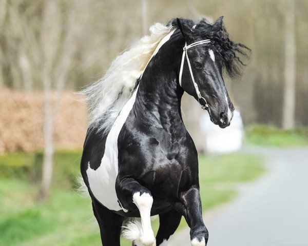 stallion Franke BP42 (Pinto,  , from Willem van Nassau)
