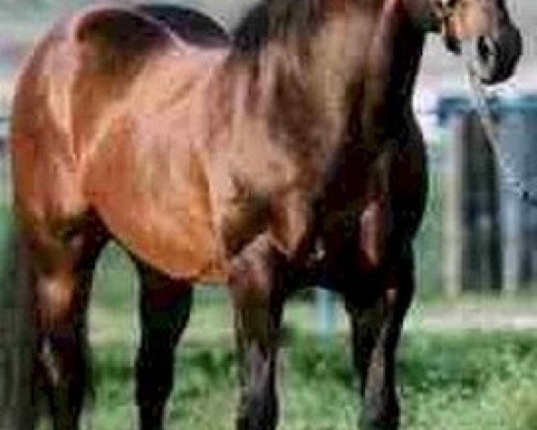 stallion Reminic (Quarter Horse, 1978, from Doc's Remedy)