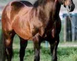 Deckhengst Reminic (Quarter Horse, 1978, von Doc's Remedy)