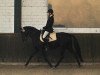 dressage horse Temptation in Black (German Riding Pony, 2008, from Trentino)